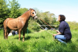 The Equine Way with Hush Farms